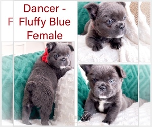 French Bulldog Puppy for Sale in NEWARK, Texas USA