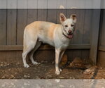 Small Photo #6 Unknown-white german shepherd Mix Puppy For Sale in Hoffman Estates, IL, USA