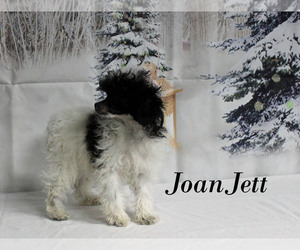 Poodle (Toy) Puppy for sale in CHANUTE, KS, USA