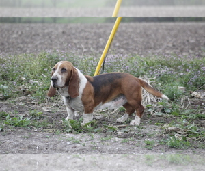 Father of the Basset Hound puppies born on 04/21/2022