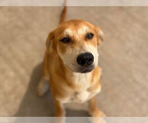 Mastiff-Unknown Mix Dogs for adoption in Tulsa, OK, USA