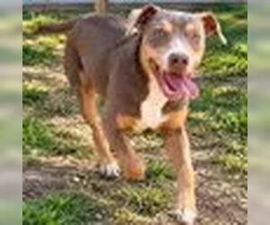 American Staffordshire Terrier-Doberman Pinscher Mix Dogs for adoption in Bristol, CT, USA