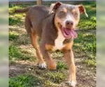 Tulsi - Female American Staffordshire Terrier-Doberman Pinscher Mix Dog for Adoption - Small photo