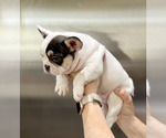 Small Photo #23 French Bulldog Puppy For Sale in PARADISE VALLEY, AZ, USA