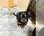 Small Photo #5 Chiweenie Puppy For Sale in OMAHA, NE, USA