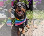Small #3 Rottweiler