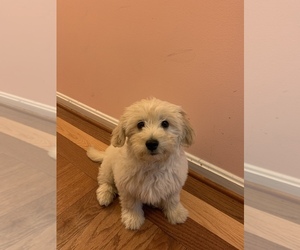 Goldendoodle Puppy for sale in BALTIMORE, MD, USA