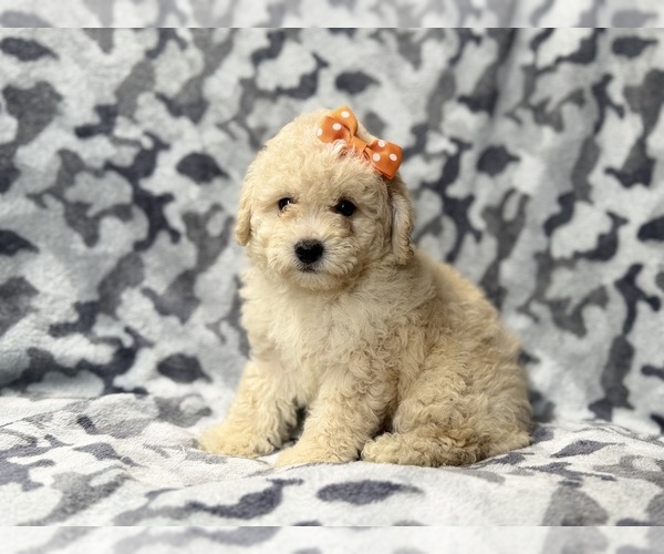 Medium Photo #6 Bichpoo Puppy For Sale in LAKELAND, FL, USA