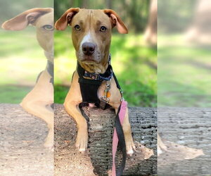 American Staffordshire Terrier-Unknown Mix Dogs for adoption in Arlington, VA, USA