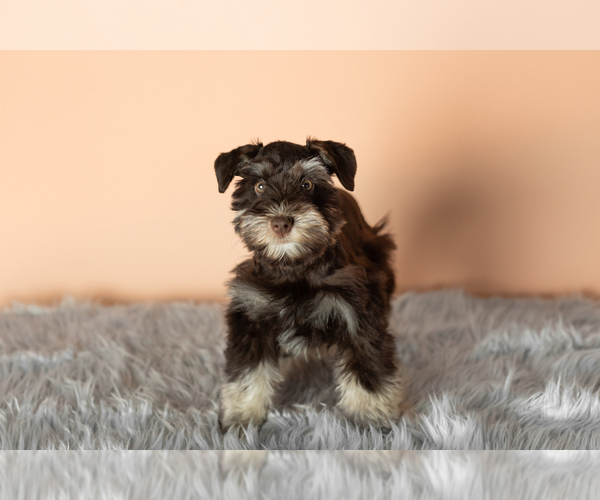 Medium Photo #3 Schnauzer (Miniature) Puppy For Sale in NAPPANEE, IN, USA