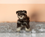 Small Photo #3 Schnauzer (Miniature) Puppy For Sale in NAPPANEE, IN, USA