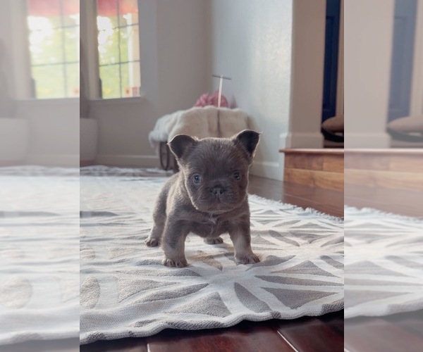 Medium Photo #4 French Bulldog Puppy For Sale in SACRAMENTO, CA, USA
