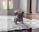 Small #3 French Bulldog