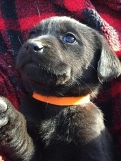 Labrador Retriever Puppy for sale in WINFIELD, KS, USA