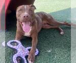 Small #20 American Pit Bull Terrier-Chihuahua Mix