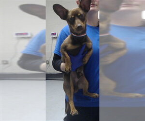 Chihuahua Dogs for adoption in Fayetteville, NC, USA