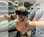 Small #3 Bullboxer Pit