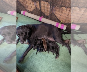 Labrador Retriever Puppy for Sale in DOWLING, Michigan USA