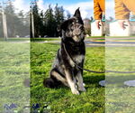 Small #5 Alaskan Malamute-Huskies  Mix
