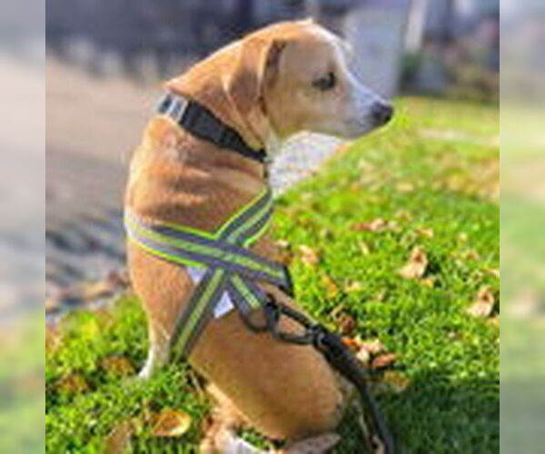 Medium Photo #4 Mutt Puppy For Sale in Pittsburg, CA, USA