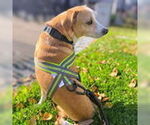 Small #3 Mutt