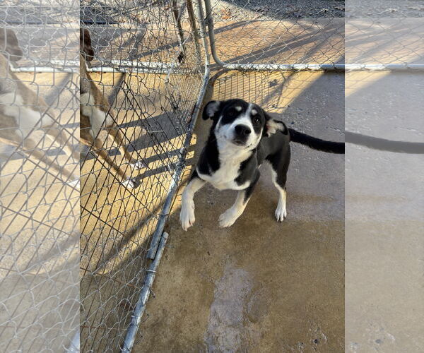 Medium Photo #2 Siberian Husky Puppy For Sale in York, SC, USA