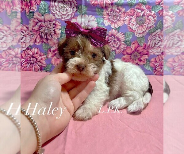 Medium Photo #1 Shih Tzu Puppy For Sale in WINNSBORO, LA, USA