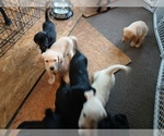 Small Photo #7 Goldador Doodle Puppy For Sale in GIBSONVILLE, NC, USA