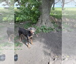 Small #1 Doberman Pinscher