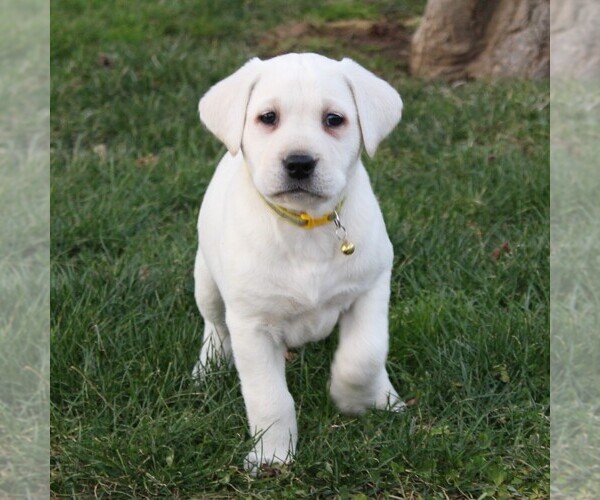 Medium Photo #1 Labrador Retriever Puppy For Sale in LEOLA, PA, USA