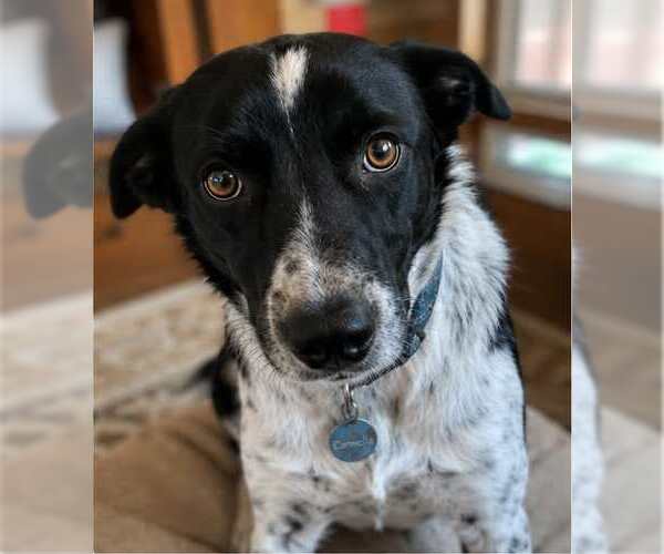 Medium Photo #3 Border Collie-Unknown Mix Puppy For Sale in Fort Collins, CO, USA