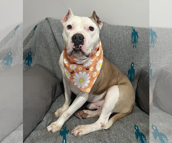 Medium Photo #8 American Pit Bull Terrier-Unknown Mix Puppy For Sale in Rockaway, NJ, USA