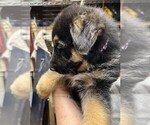 Small Photo #5 German Shepherd Dog Puppy For Sale in NEWNAN, GA, USA