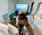 Puppy 6 Boxer-Mastiff Mix
