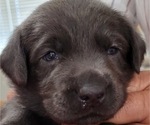 Puppy Puppy 9 Labrador Retriever