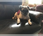 Small Photo #3 Pug Puppy For Sale in DAYTON, VA, USA