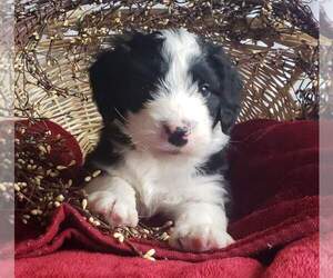 Aussiedoodle Puppy for sale in CLARE, MI, USA