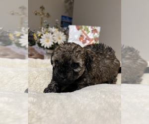 Poodle (Toy) Puppy for sale in TOMBALL, TX, USA