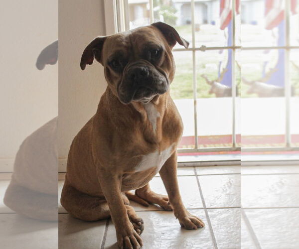 Medium Photo #1 Bulldog-Unknown Mix Puppy For Sale in El Centro, CA, USA