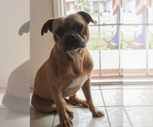 Bulldog-Unknown Mix Dogs for adoption in El Centro, CA, USA