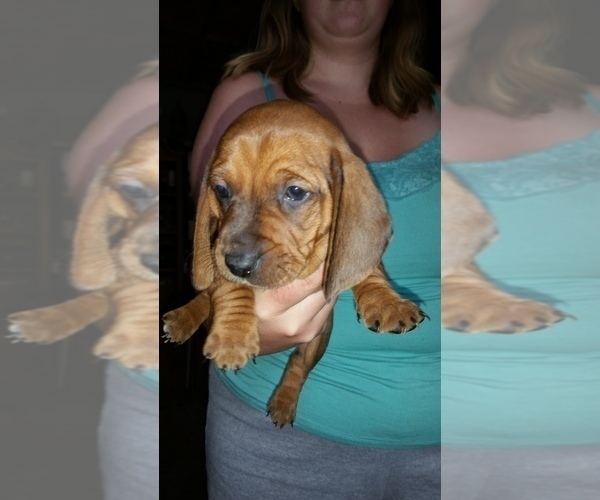 Medium Photo #7 Basschshund Puppy For Sale in JAY, OK, USA