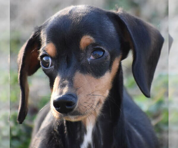Medium Photo #1 Dachshund Puppy For Sale in Shelbyville, TN, USA
