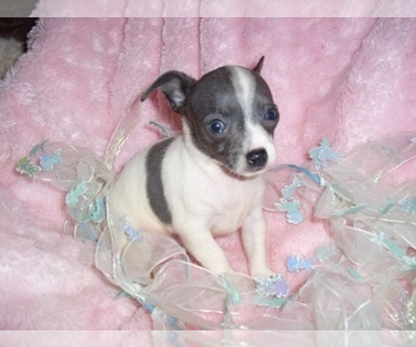 Medium Photo #7 Chihuahua Puppy For Sale in JACKSON, MS, USA