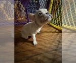 Small Photo #8 French Bulldog Puppy For Sale in WEST DEPTFORD, NJ, USA
