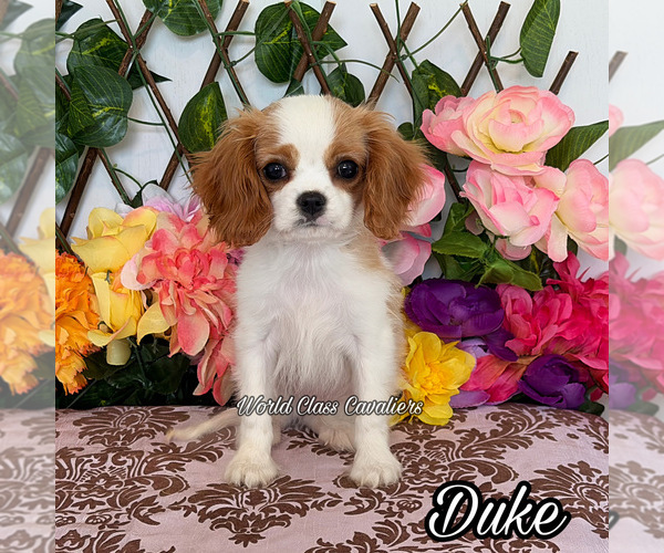 Medium Photo #1 Cavalier King Charles Spaniel Puppy For Sale in MIAMI, FL, USA