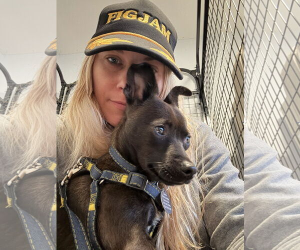 Medium Photo #2 Chihuahua-Unknown Mix Puppy For Sale in Bellevue, WA, USA