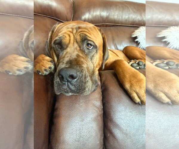 Medium Photo #1 Mastiff Puppy For Sale in Goodyear, AZ, USA