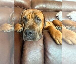 Mastiff Dogs for adoption in Goodyear, AZ, USA