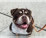Small #1 Bulldog