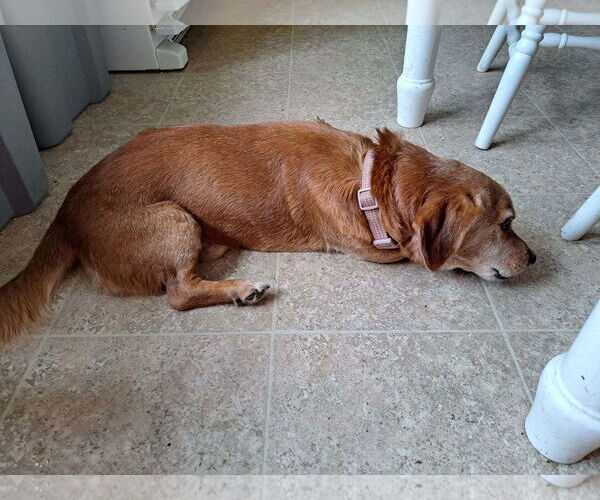 Medium Photo #2 Dachshund-Unknown Mix Puppy For Sale in Charlottesville, VA, USA
